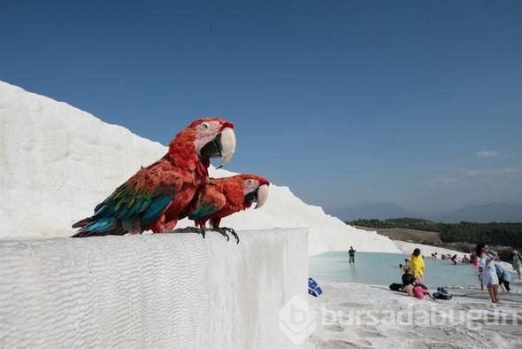 Pamukkale'deki "cehennem kapısı" ziyarete açılıyor
