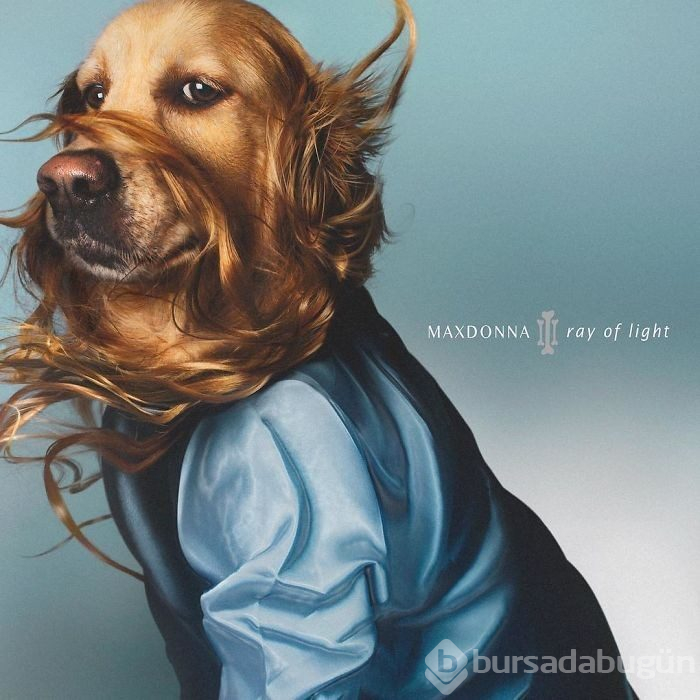 Madonna'yı taklit eden köpek