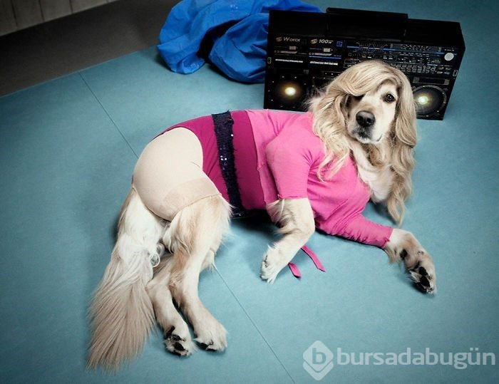Madonna'yı taklit eden köpek