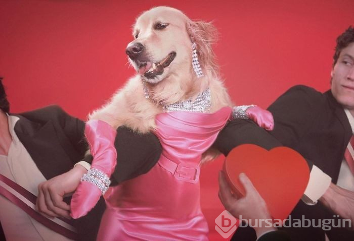 Madonna'yı taklit eden köpek