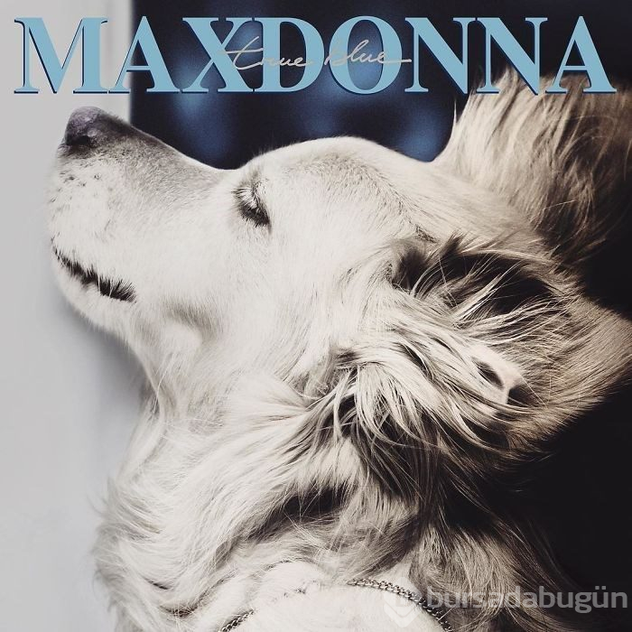 Madonna'yı taklit eden köpek