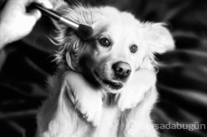 Madonna'yı taklit eden köpek