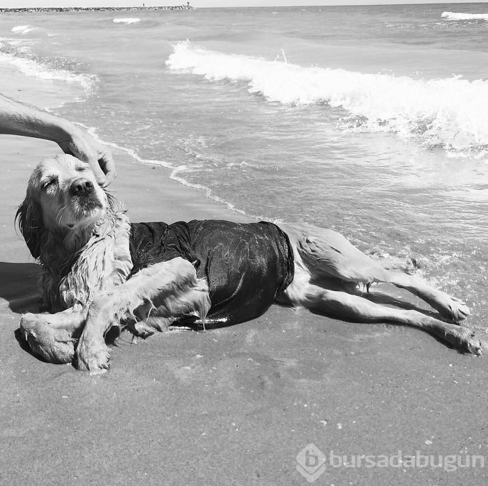 Madonna'yı taklit eden köpek