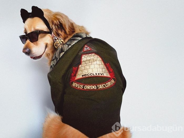 Madonna'yı taklit eden köpek