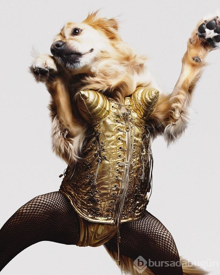 Madonna'yı taklit eden köpek