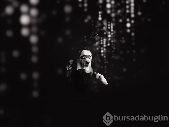 Madonna'yı taklit eden köpek