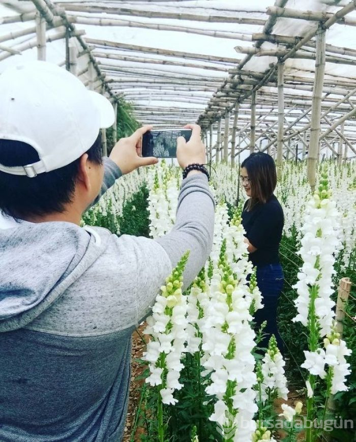 Instagram için şekilden şekile girdiler
