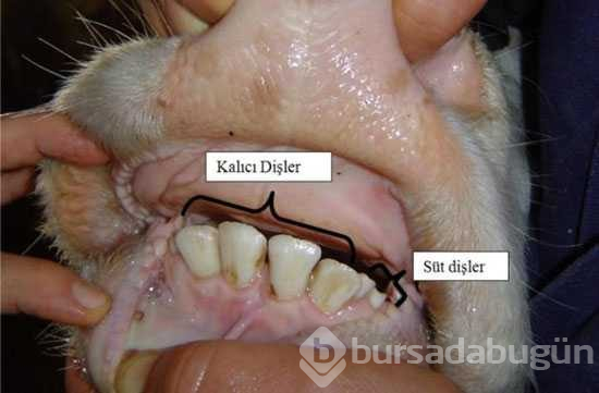 İşte kurbanlık seçiminde dikkat edilmesi gerekenler
