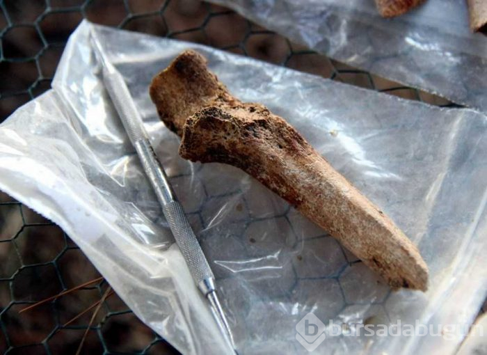 Samsun'da tarihi kazıda 3 bin yıllık fındık bulundu
