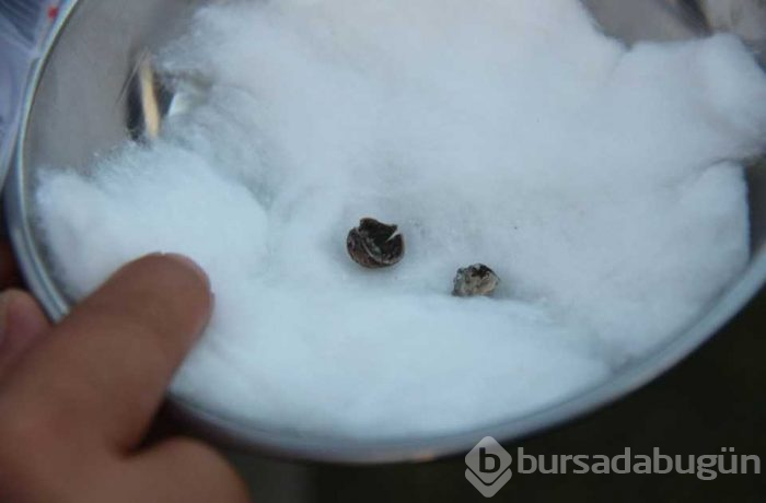 Samsun'da tarihi kazıda 3 bin yıllık fındık bulundu