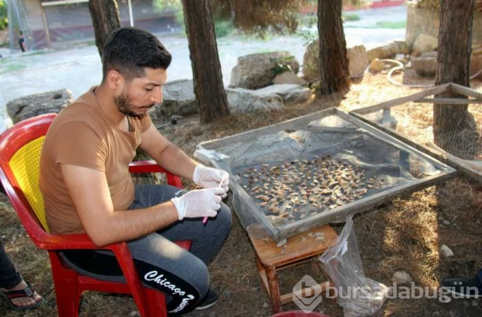 Samsun'da tarihi kazıda 3 bin yıllık fındık bulundu