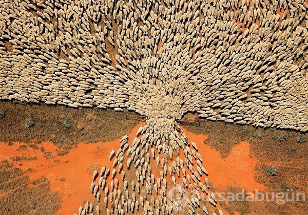 Günün en çılgın 20 fotoğrafı