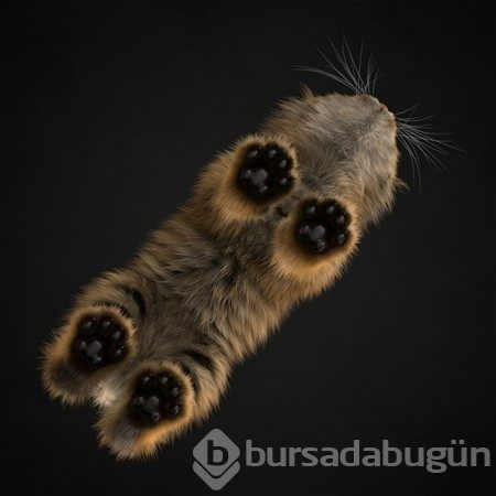 Günün en çılgın 20 fotoğrafı