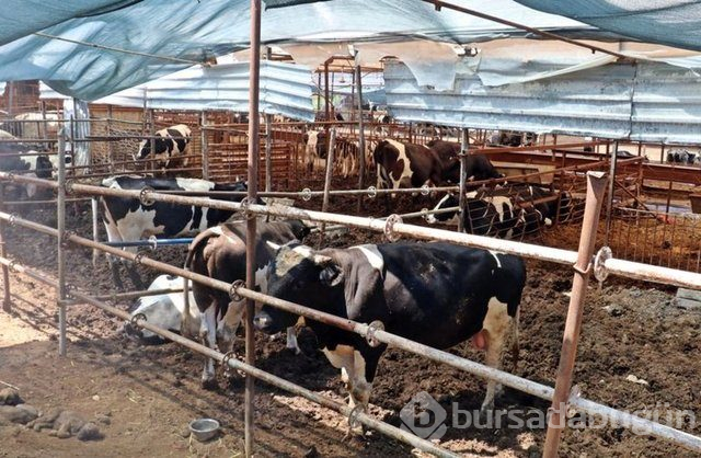4 bilezikle başladı, servet sahibi oldu!