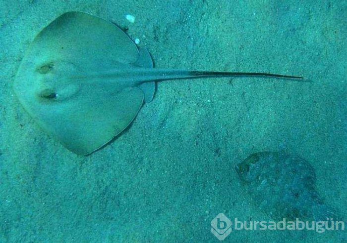 Dünyanın en ölümcül canlıları