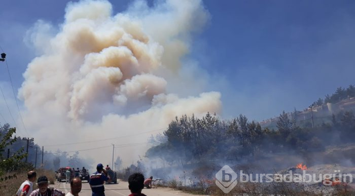 Bursa Mudanya'da orman yangını	