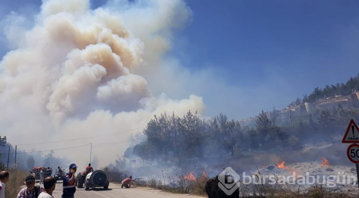 Bursa Mudanya'da orman yangını	