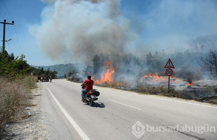 Bursa Mudanya'da orman yangını	