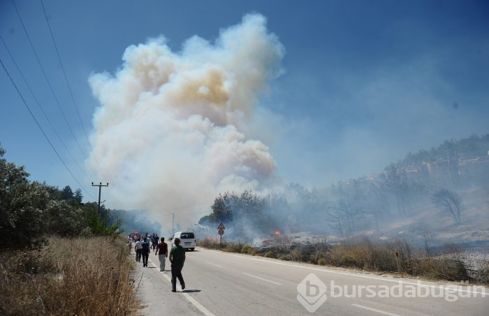 Bursa Mudanya'da orman yangını	