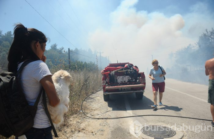 Bursa Mudanya'da orman yangını	
