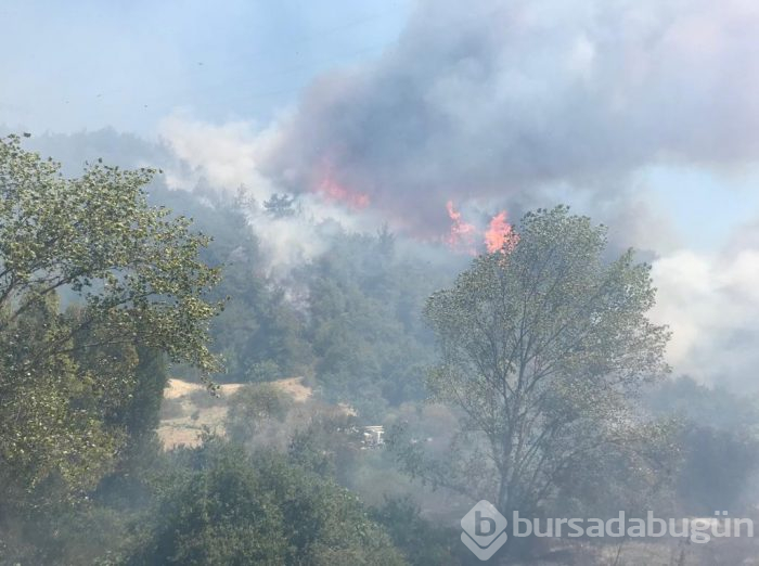 Bursa Mudanya'da orman yangını	