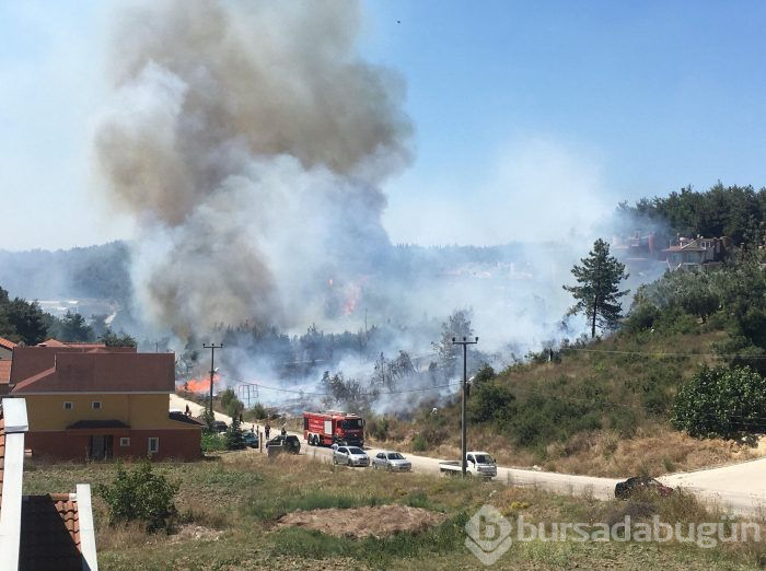 Bursa Mudanya'da orman yangını	
