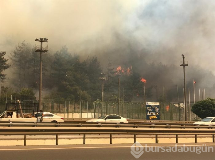 Bursa Mudanya'da orman yangını	