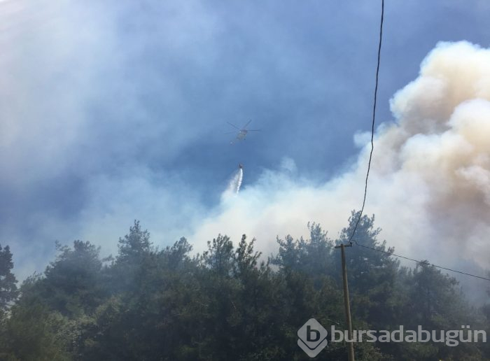 Bursa Mudanya'da orman yangını	
