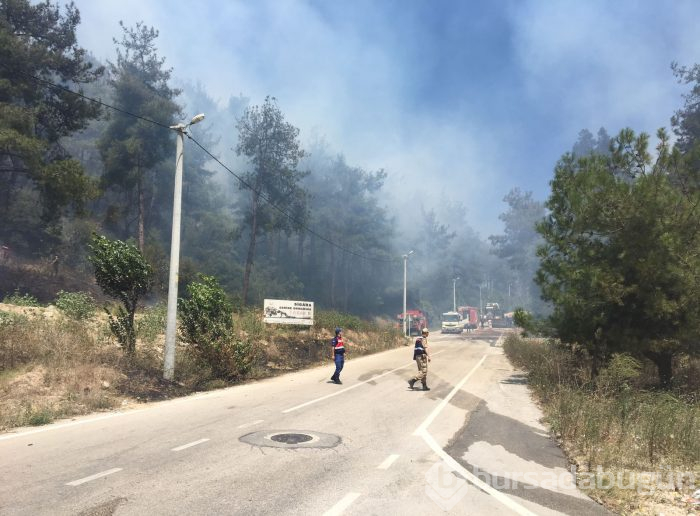 Bursa Mudanya'da orman yangını	