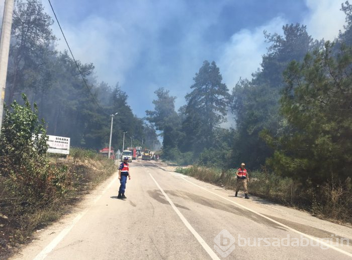 Bursa Mudanya'da orman yangını	
