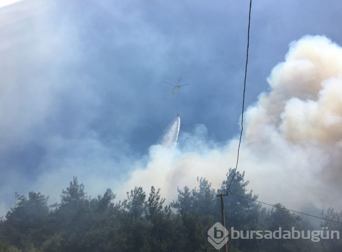 Bursa Mudanya'da orman yangını	