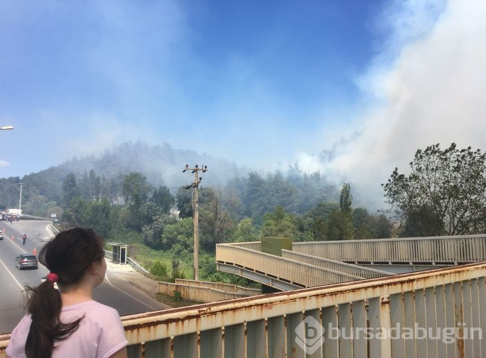 Bursa Mudanya'da orman yangını	