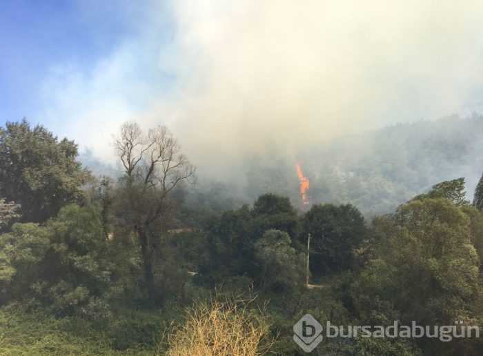 Bursa Mudanya'da orman yangını	