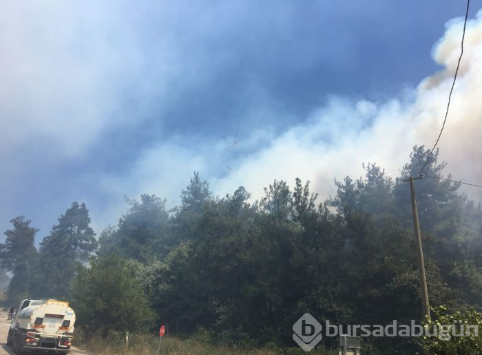 Bursa Mudanya'da orman yangını	