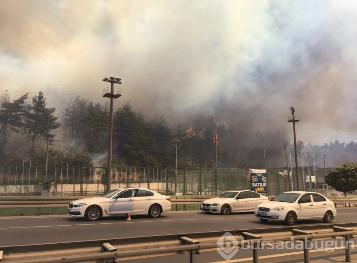 Bursa Mudanya'da orman yangını	