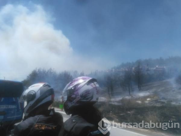 Bursa Mudanya'da orman yangını	
