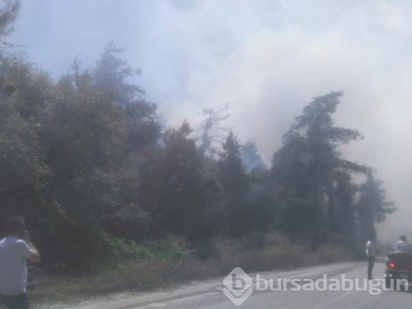 Bursa Mudanya'da orman yangını	