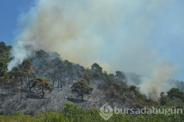 Bursa Mudanya'da orman yangını	