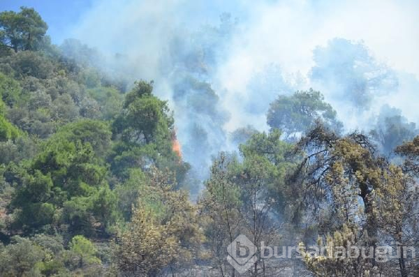 Bursa Mudanya'da orman yangını	