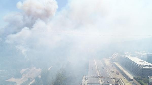 Bursa Mudanya'da orman yangını	