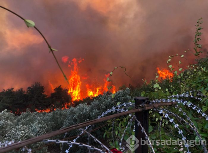 Bursa Mudanya'da orman yangını	