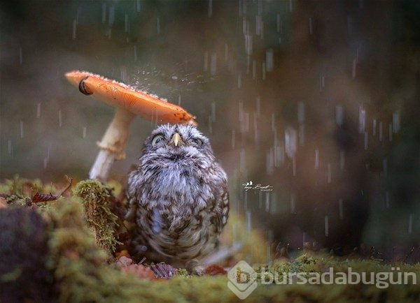 Günün en çılgın 20 fotoğrafı 