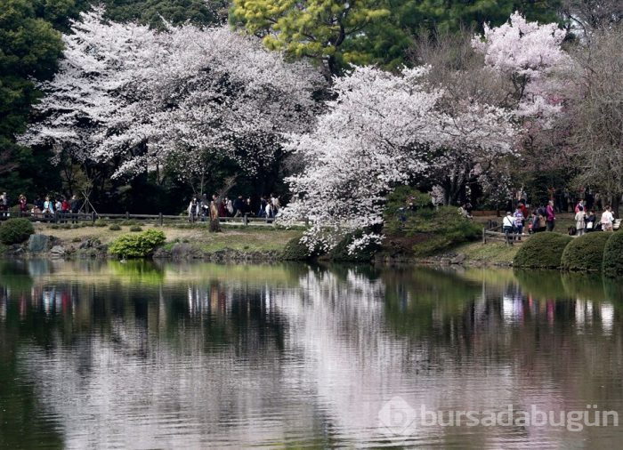 Japonya'da sakura şöleni