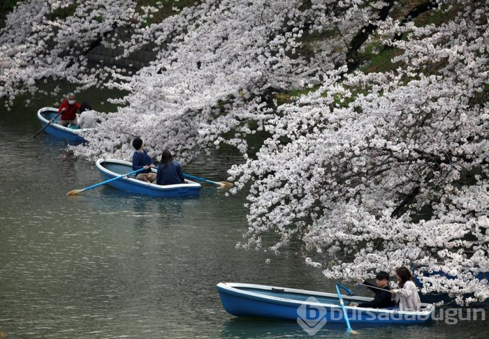 Japonya'da sakura şöleni
