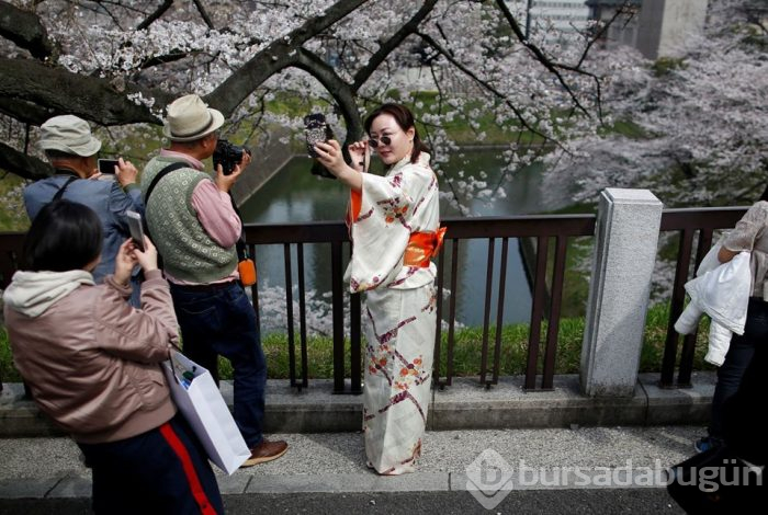 Japonya'da sakura şöleni