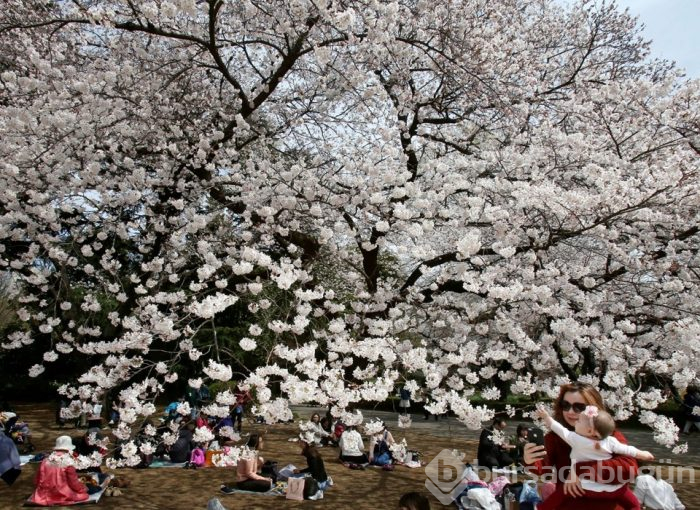 Japonya'da sakura şöleni