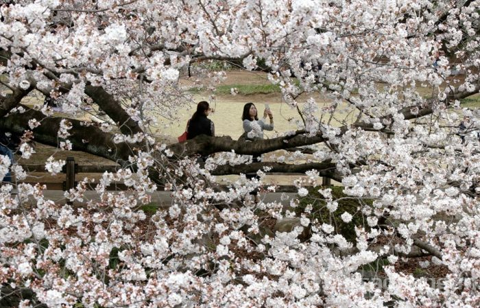 Japonya'da sakura şöleni