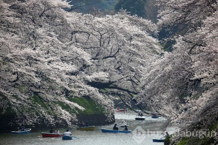 Japonya'da sakura şöleni