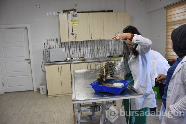 Yaralı puhu tedavi altında