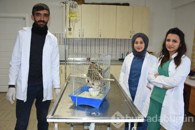 Yaralı puhu tedavi altında